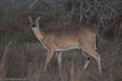 White-tailed DeerOdocoileus virginianus