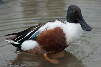 Northern Shoveler