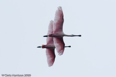 Roseate Spoonbill