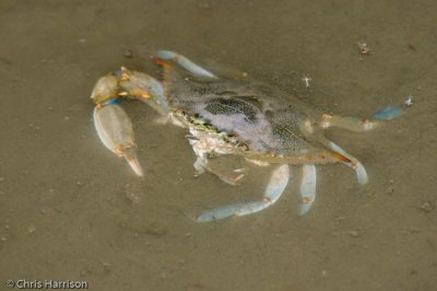 Swimmer CrabCallinectes sp.