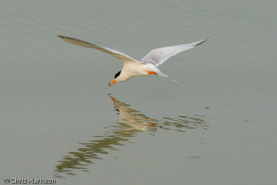 Forster's Tern