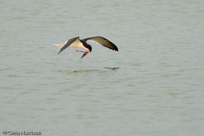 Black Skimmer