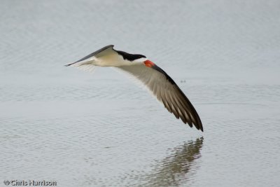 Black Skimmer