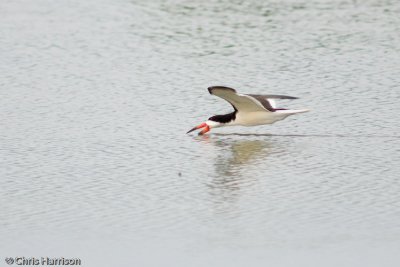 Black Skimmer