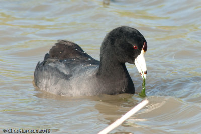 Coots and Gallinules
