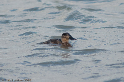 Ruddy Duck