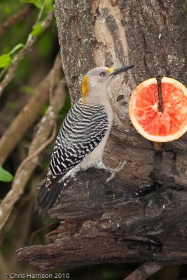 Golden-fronted Woodpecker