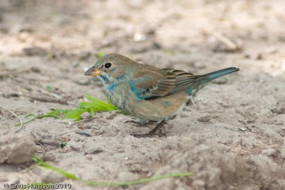 Indigo Bunting