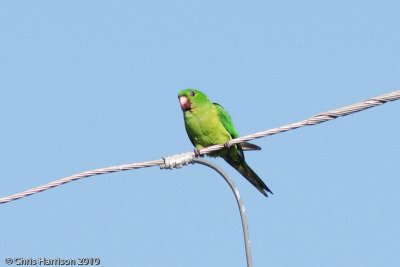Green Parakeet