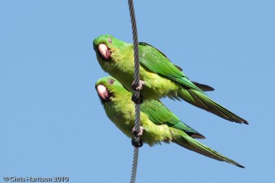 Green Parakeet