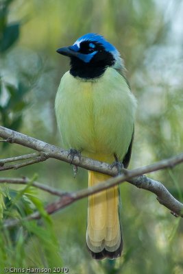 Green Jay