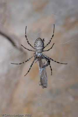 Argiope trifasciataBanded Garden Spider
