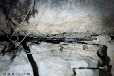 Masticophis taeniatus girardiCental Texas Whipsnake