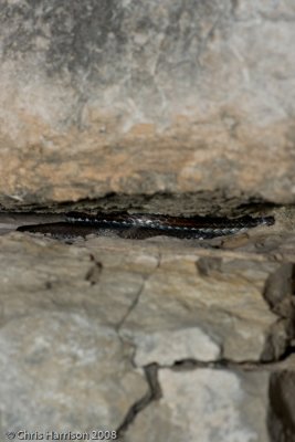 Masticophis taeniatus girardiCental Texas Whipsnake