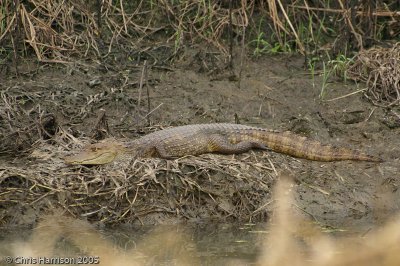 Caiman crocodilus fuscusSpectacled Caiman