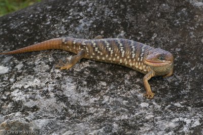 Gerrhonotus infernalisTexas Alligator Lizard