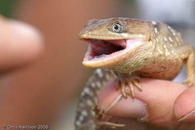 Gerrhonotus infernalisTexas Alligator Lizard