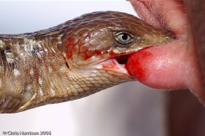 Gerrhonotus infernalisTexas Alligator Lizard
