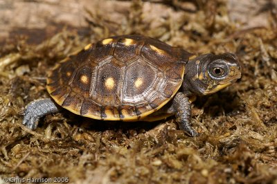 Terrapene ornataOrnate Box Turtle - juvenile