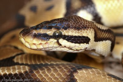 Python regiusBall Pythoncaptive