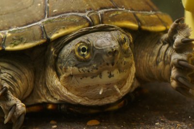 Kinosternon flavescensYellow Mud Turtle