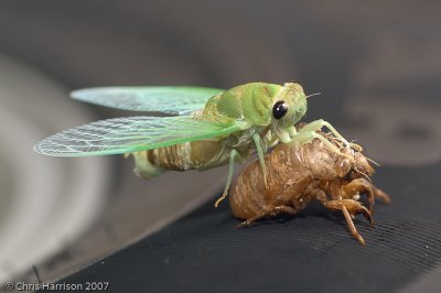 Cicada on tire
