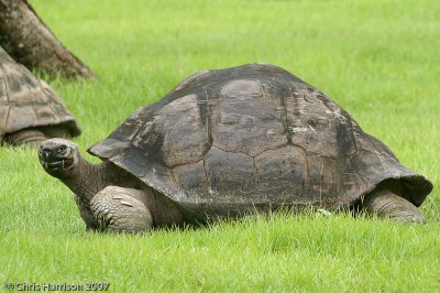 Geochelone sp.Giant Tortoise