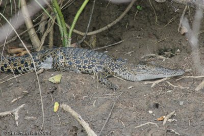 Crocodylus porosusSaltwater Crocodile