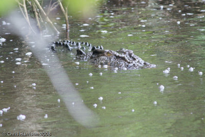 Crocodylus porosusSaltwater Crocodile