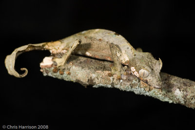 Uroplatus phantasticusSatanic Flat-tailed Gecko