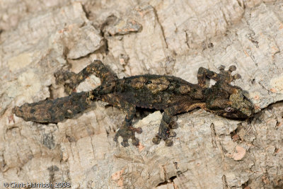 Uroplatus pietschmanniCork-bark Flat-tailed Gecko