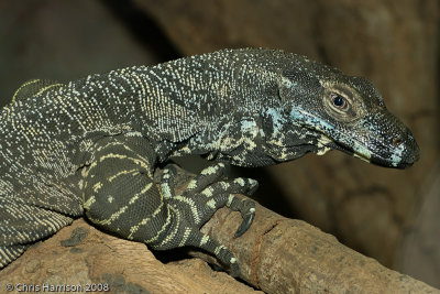 Varanus salvadoriiCrocodile Monitor