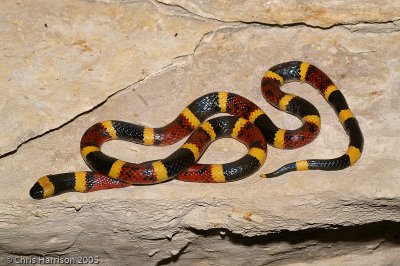 Micrurus tenerTexas Coralsnake