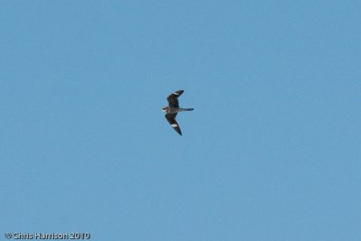 Common Nighthawk