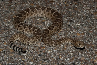 Crotalus atrox