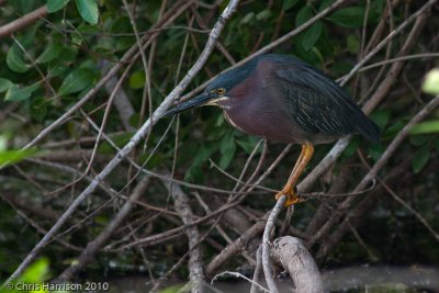 Green Heron