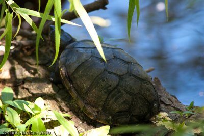 <i>Kinosternon flavescens</i><br>Yellow Mud Turtle