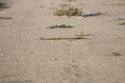 Lampropeltis holbrookiSpeckled Kingsnake