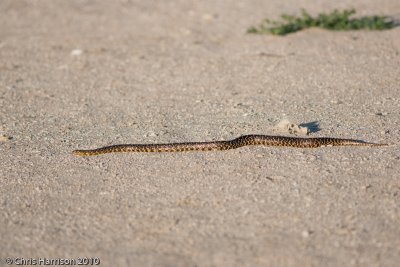 Lampropeltis holbrookiSpeckled Kingsnake