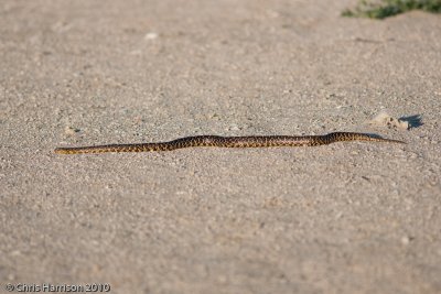 Lampropeltis holbrookiSpeckled Kingsnake