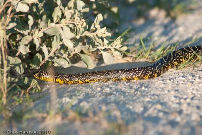 Lampropeltis holbrookiSpeckled Kingsnake