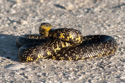 Lampropeltis holbrookiSpeckled Kingsnake