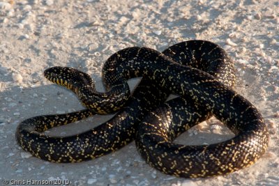 Lampropeltis holbrookiSpeckled Kingsnake