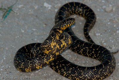 Lampropeltis holbrookiSpeckled Kingsnake
