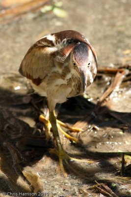 Least Bittern