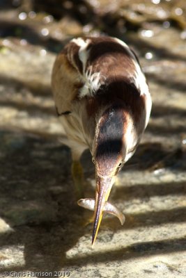 Least Bittern
