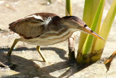 Least Bittern