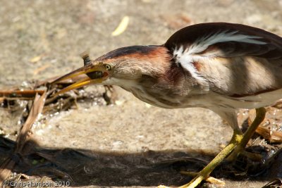 Least Bittern