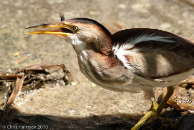 Least Bittern