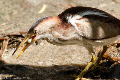 Least Bittern